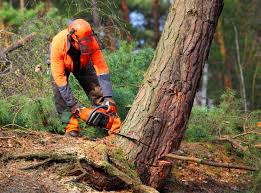 Reliable Granbury, TX Tree Services Solutions